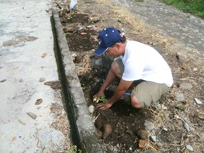 Transplanting Moringa seedlings in Lau Ban-Ban